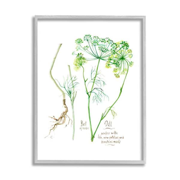 Stupell Industries Dill Greens Herbs Watercolor Garden Plant by Verbrugge Watercolor Framed Print Nature Texturized Art 11 in. x 14 in.