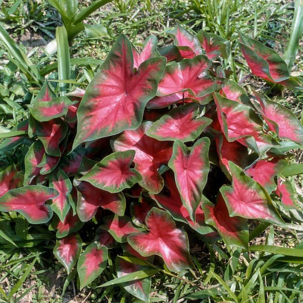 national PLANT NETWORK 4 in. Caladium Collection Perennial Plant (4-Pack)
