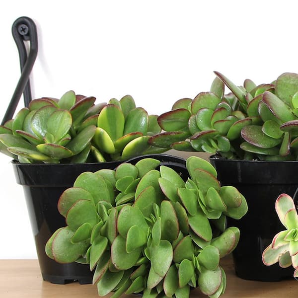 ALTMAN PLANTS Classic Jade Succulent (Crassula) Houseplant in 3.5 in.  Grower Pots (6-Pack) 0873246 - The Home Depot