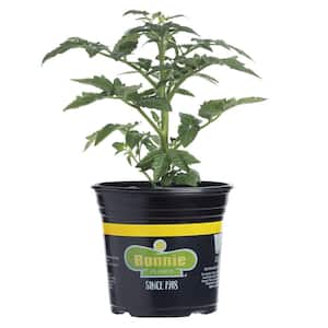 2.32 qt. Early Girl Tomato Bush Plant