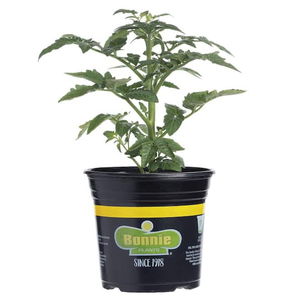 Bonnie Plants 2.32 qt. Early Girl Tomato Bush Plant 0229 - The