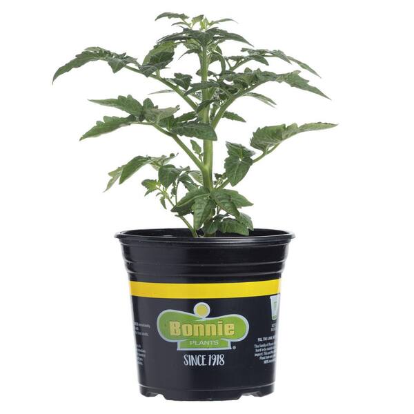 Reviews For Bonnie Plants 232 Qt Early Girl Tomato Bush Plant Pg 2 The Home Depot 7641