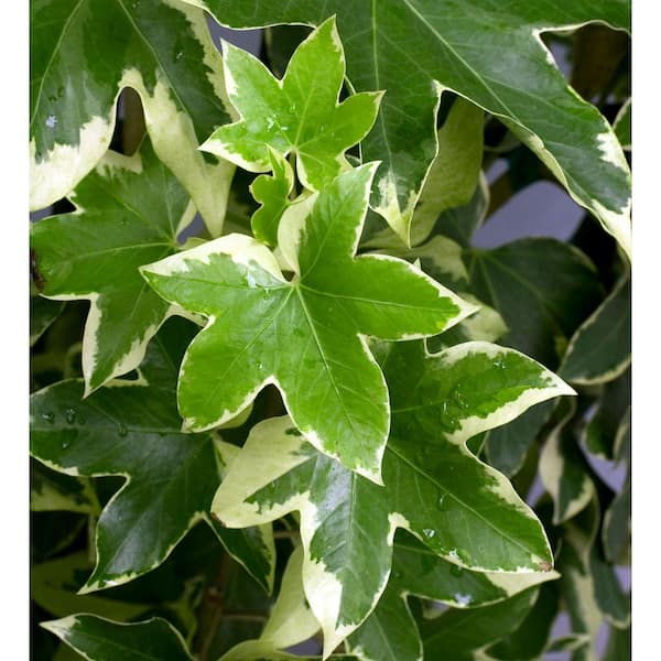3 Gal. Angyo Star Fatshedera, Live Evergreen Plant, Green Foliage With White Edges