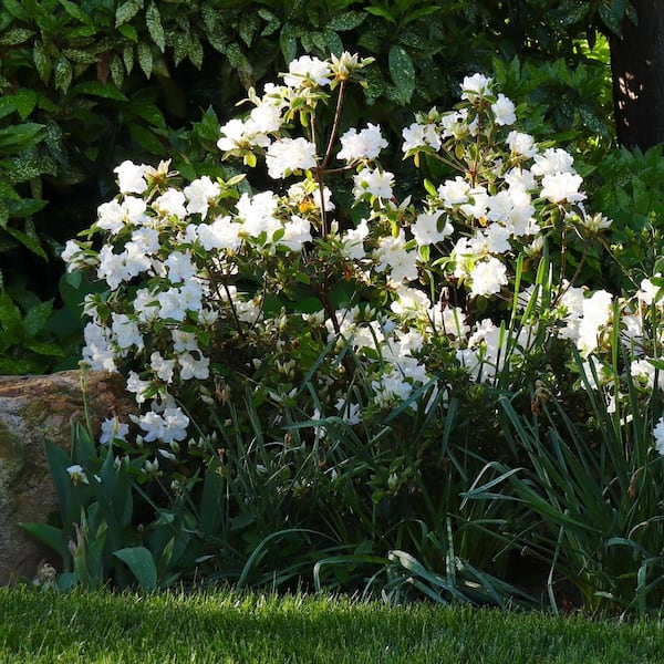 national PLANT NETWORK 3 gal. Azalea Deleware Valley White HD1848
