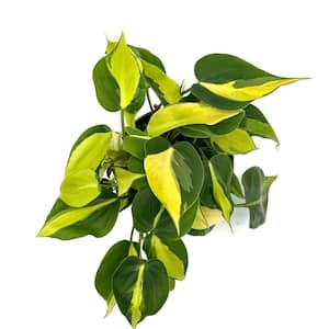 6 in. Philodendron Brasil Plant in Grower Pot
