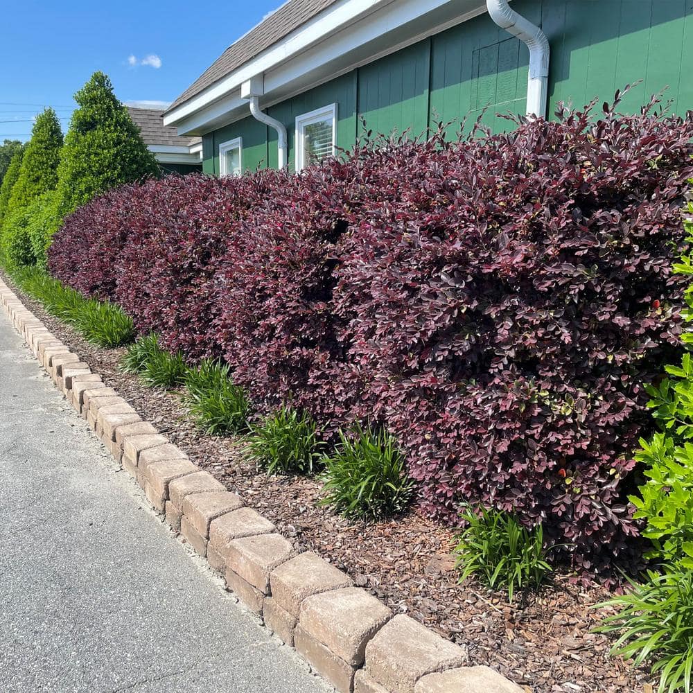 2 Gallon Red Diamond Loropetalum Evergreen Shrub