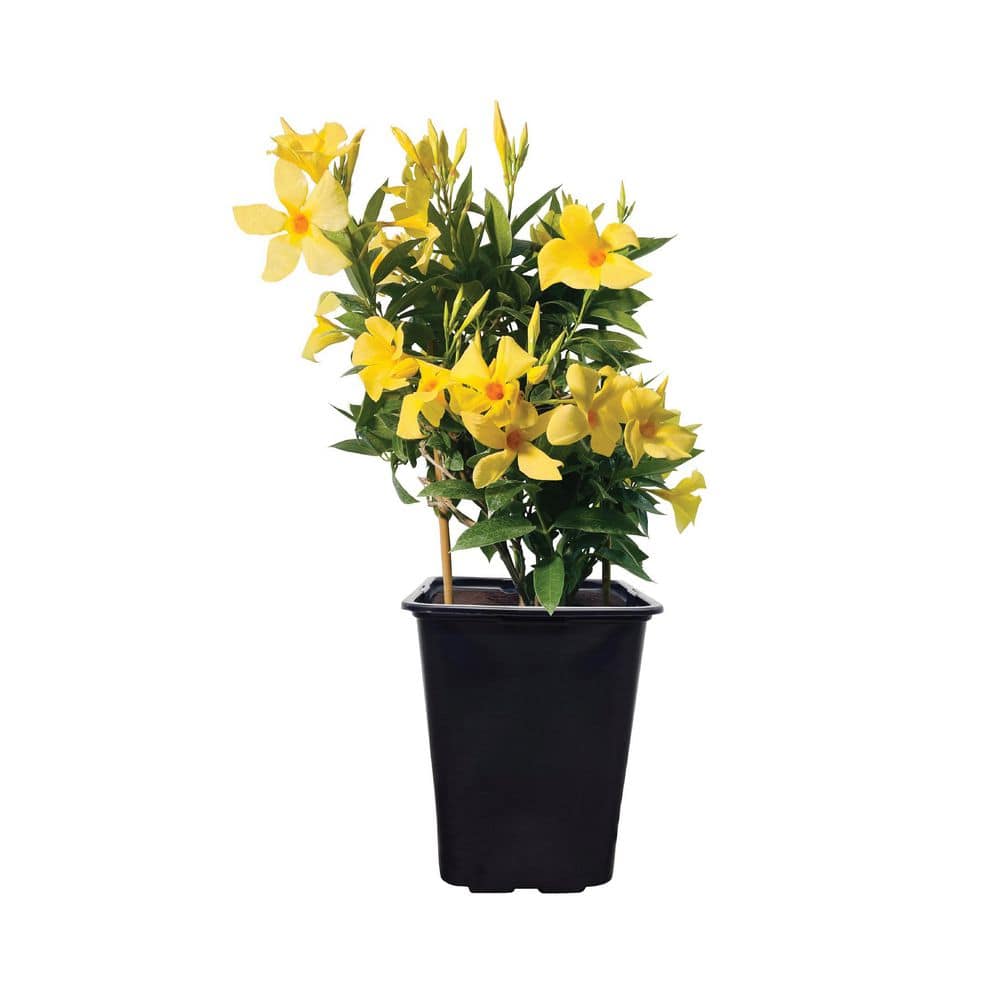 2 Qt. Mandevilla Trellis Flowering Shrub with Yellow Flowers in Grower Pot (1-Pack) price history on PriceWatchPro
