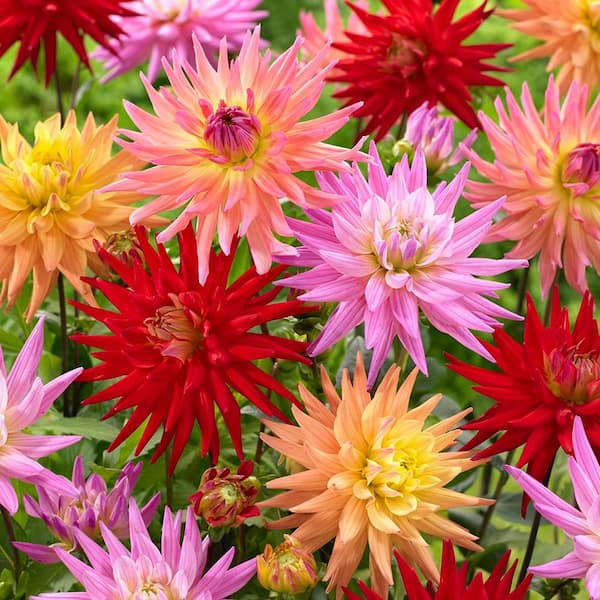 VAN ZYVERDEN Dahlias Karma Corona Mixture (Set of 7-Bulbs)