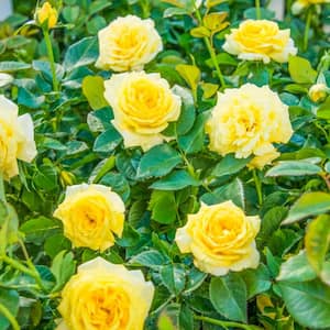 4 in. Pot, Yellow Freedom Shrub Rose, Live Bareroot Plant, Yellow Color Flowers (1-Pack)