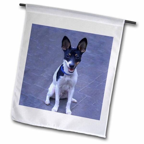 fox terrier x