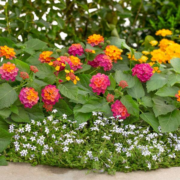 Vigoro 1.5 PT Lantana 'Bandana Cherry Sunrise' Annual Plant