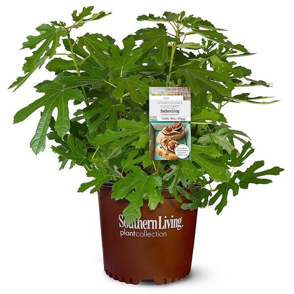 SOUTHERN LIVING 2 Gal. Little Miss Figgy Fig Tree Plant with Dark Purple Fruit with Rich Strawberry-Red Centers