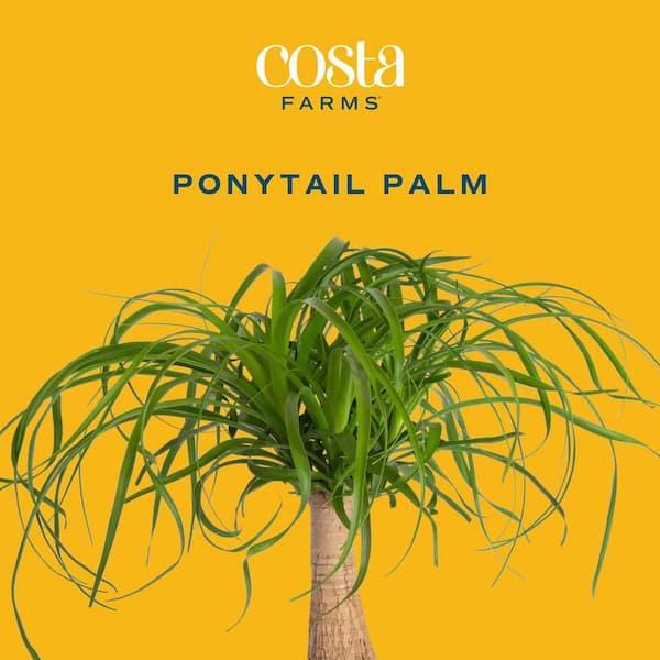 pine succulent Crassula tetragona 'Miniature Pine Tree' main image 0