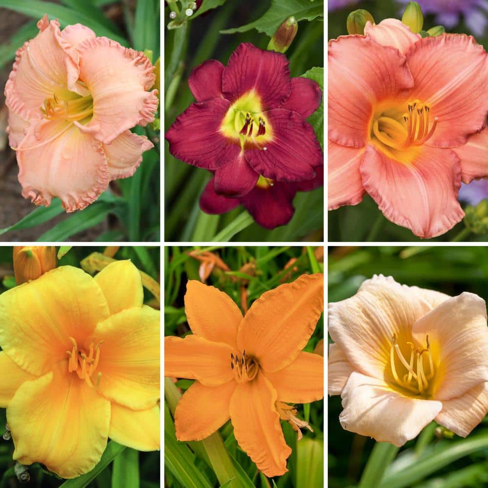 Bareroot Daylily Rainbow Perennial Plant Collection with Multicolor Flowers (6-Pack)