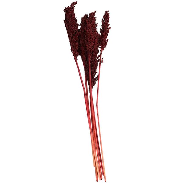 Litton Lane Corn Maze Natural Foliage with Long Stems (One Bundle)