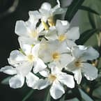 5 Gal. White Oleander Live Shrub Plant