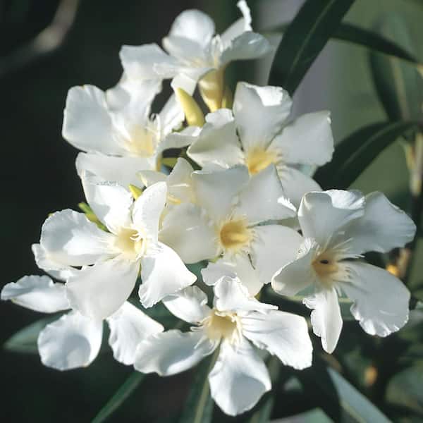 Unbranded 5 Gal. White Oleander Live Shrub Plant