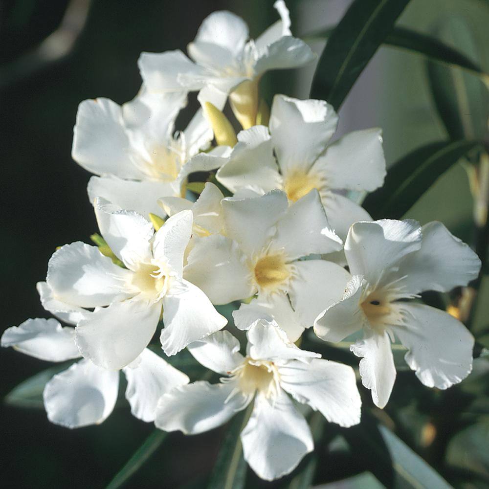 White Oleander Flower White Oleander Flower