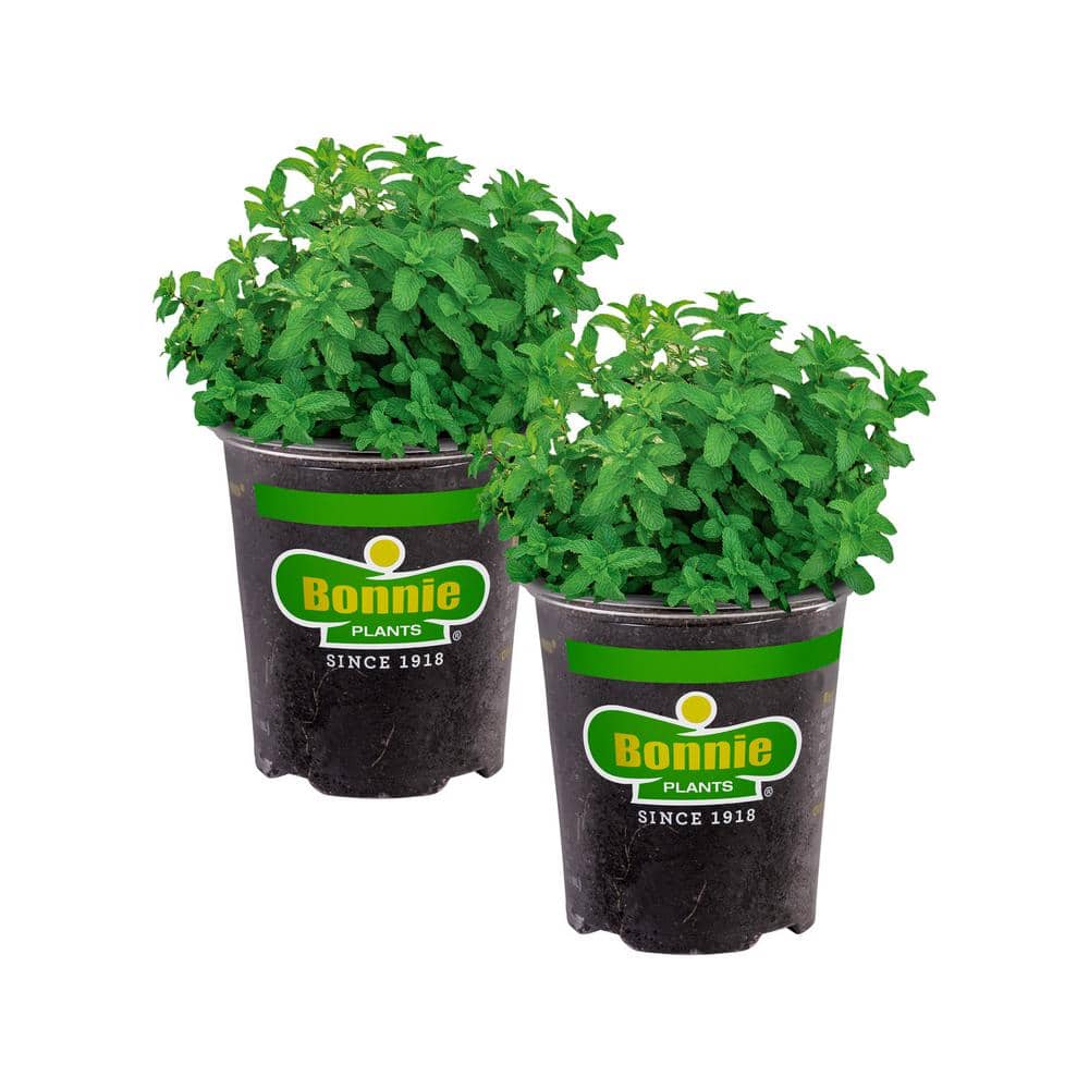 19 oz. Lemon Balm Herb Plant (2-Pack)