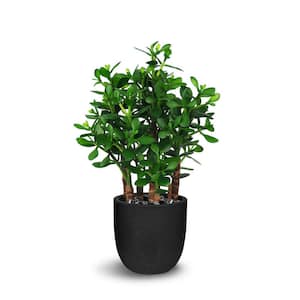 Botanical 2 ft. Green Artificial Jade Plant In Pot