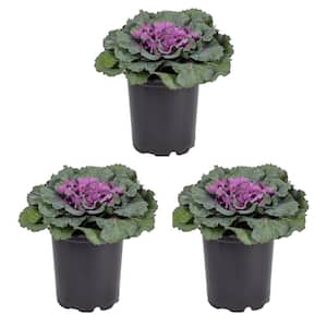 2.5 Qt. Purple Ornamental Kale Annual Plant (3-Pack)