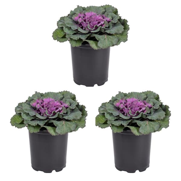 METROLINA GREENHOUSES 2.5 Qt. Purple Ornamental Kale Annual Plant (3-Pack)