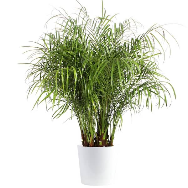 Costa Farms Roebellini, Pygmy Date Palm Indoor Plant in 10 in. Decor Planter, Avg. Shipping Height 3-4 ft. Tall