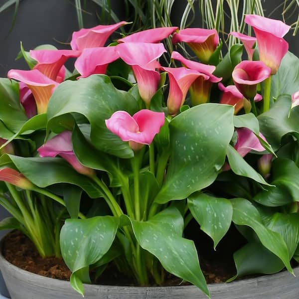 lilyです flower-bulbs-36768-64_1000.jpg