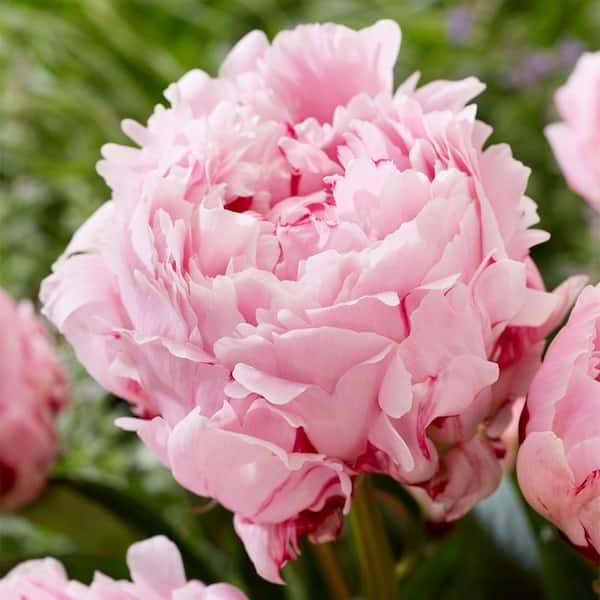 VAN ZYVERDEN Peonies Sarah Bernhardt 1 Economy Sized Root