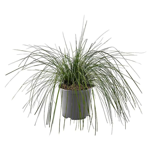 Unbranded 2.25 Gal. White Muhly Grass Plant