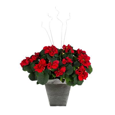 2 Qt. Winter Rose Poinsettia w/Decorative Tremont Pot (1-Pack)