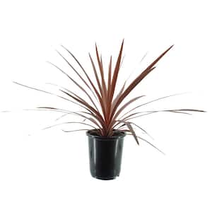2.5 qt. Grass Cordyline Australis Red Star Perennial (4-Pack)