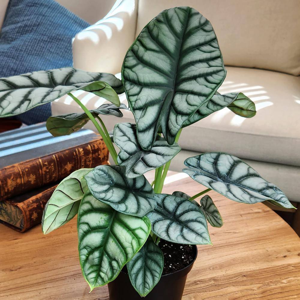 Silver Dragon Alocasia in Black Plastic Planter