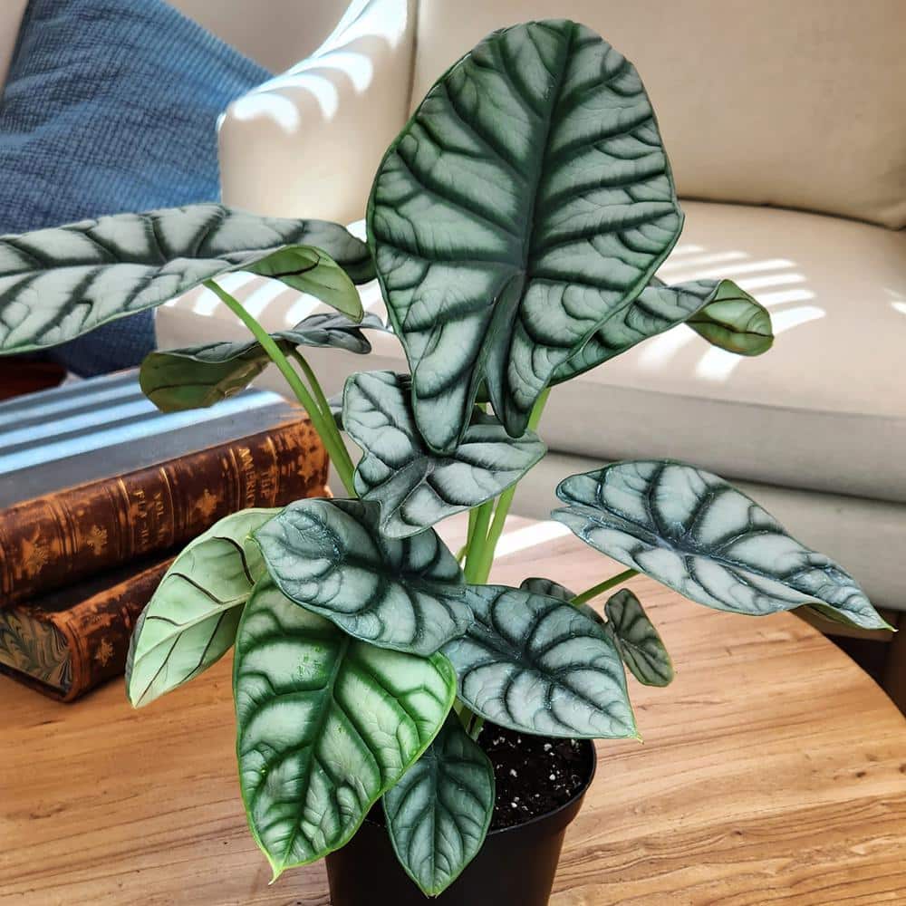 Silver Dragon Alocasia in Black Plastic Planter