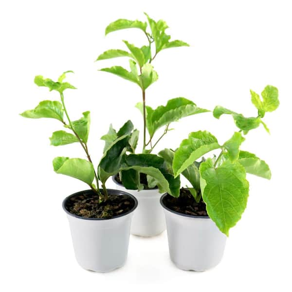 4 in. Passion Fruit Poppin' Passion Annual Plant with White-Purple Flowers (3-Pack)