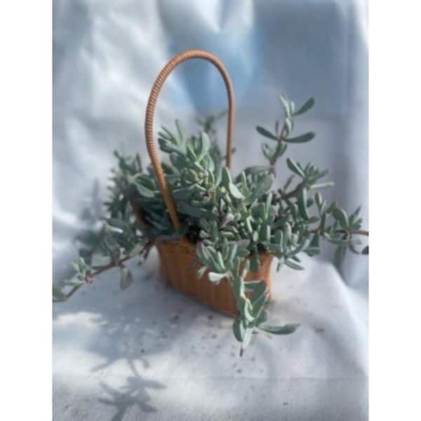 Unbranded Live Rooted Spreading Plant Flowers Oscularia Pedunculata