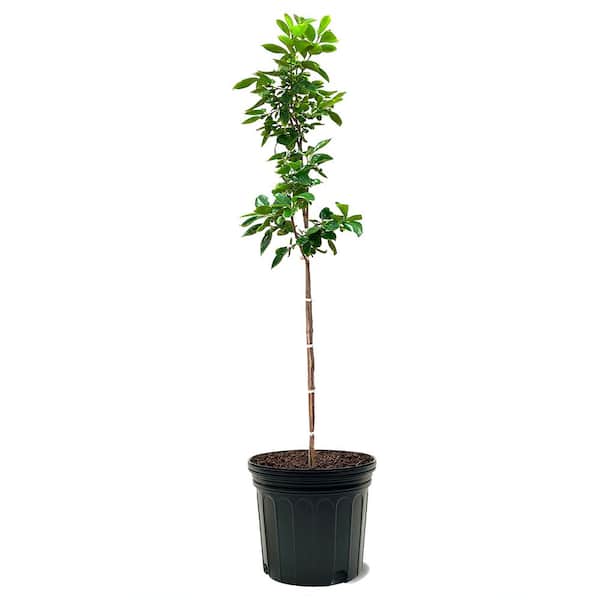 Unbranded Hachiya Persimmon Astringent Fruit Tree