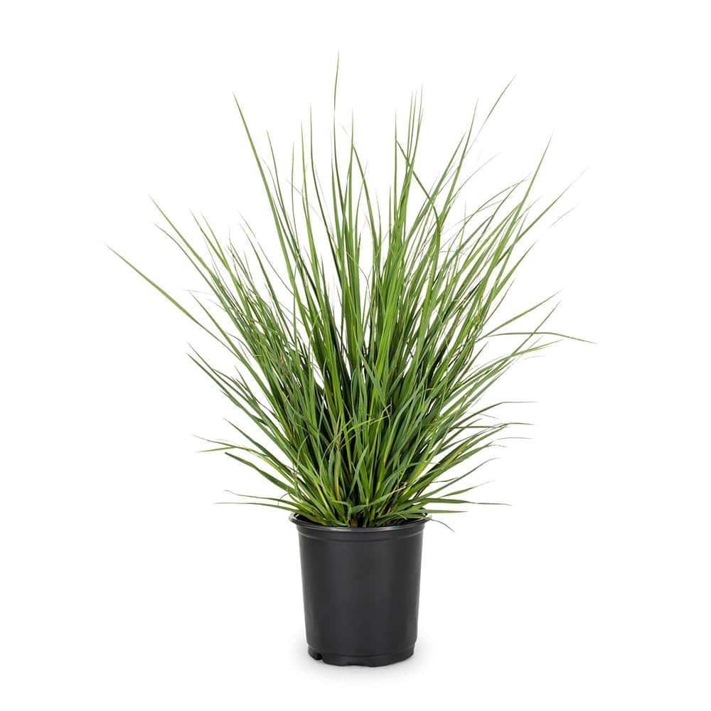 2.25 Gal. Pampas Pink Ornamental Grass Plant