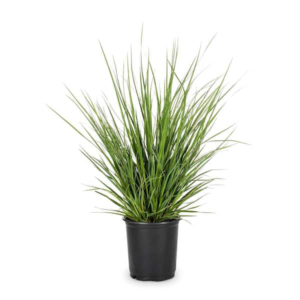 Unbranded 2.25 Gal. Pampas Pink Ornamental Grass Plant