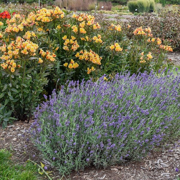 Proven Winners 0.65 Gal. 'Summer Serenade' Lavender (Lavandula  angustifolia) Live Perennial Plant with Purple Flowers LAVPWP1047103