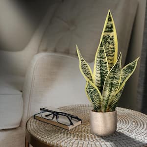 21 in. Green Artificial Sansevieria in Pot