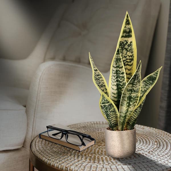 21 in. Green Artificial Sansevieria in Pot