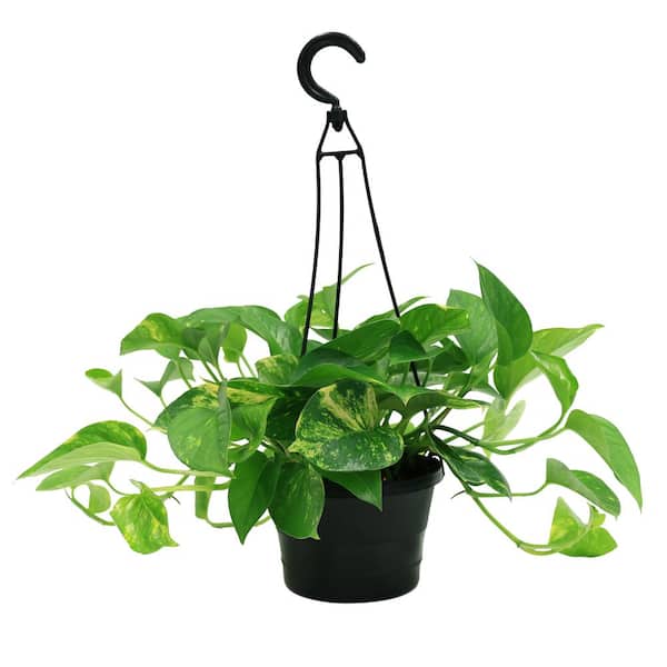 Costa Farms 6 In Pothos Golden Hanging Basket Plant Po06 The Home Depot