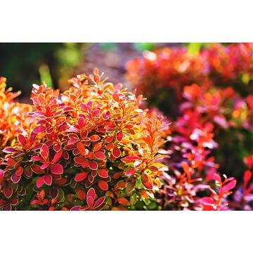 1 Gal. Admiration Barberry Shrub with Bright Red Leaves Trimmed in Neon Yellow