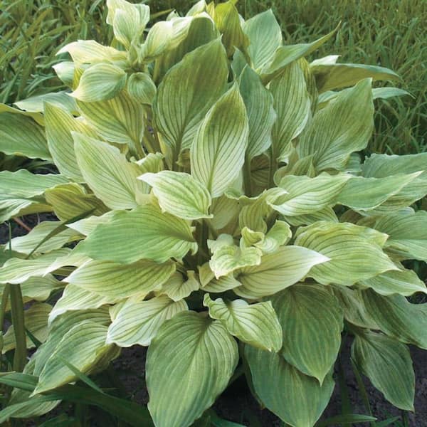 White Feather Hosta Dormant Bare Root Perennial Starter Plant Roots  (3-Pack) 99515 - The Home Depot