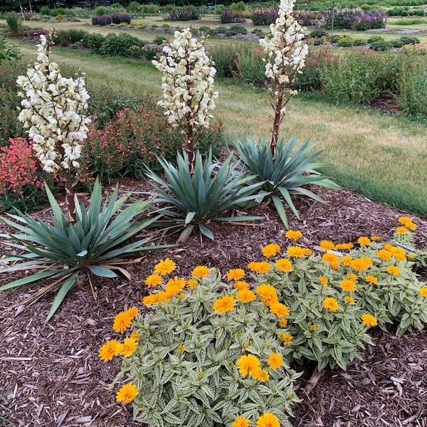 Proven Winners 0.65 Gal. 'Dragon Slayer' Adam's Needle (Yucca