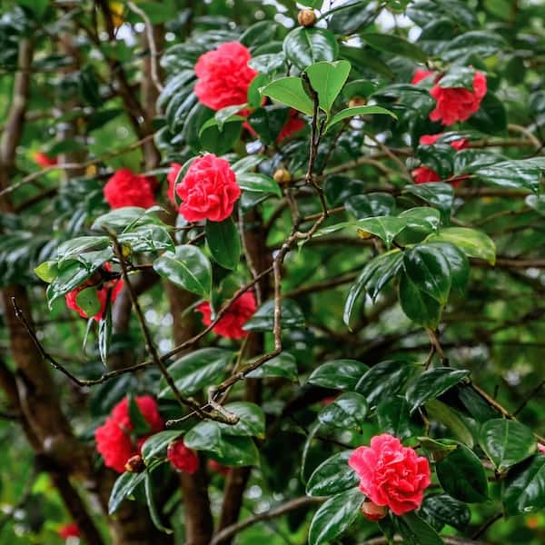 national PLANT NETWORK 1 Gal. Camellia Japonica April Tryst Shrub