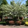 Unbranded 7 Gal. Kousa Pink Dogwood Flowering Deciduous Tree with Pink Flowers DOGKPI07G