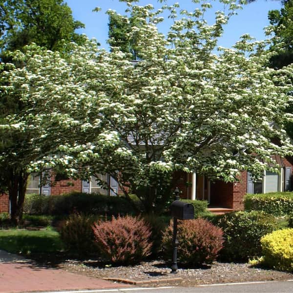 Unbranded 7 Gal. Kousa Pink Dogwood Flowering Deciduous Tree with Pink Flowers
