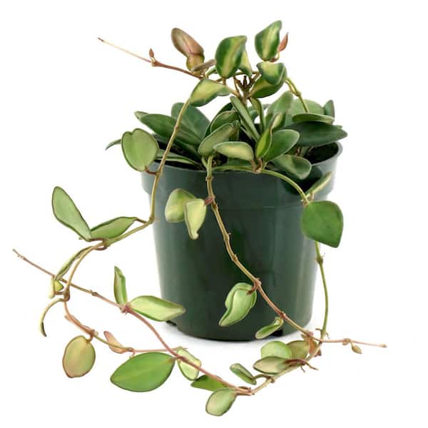 4 in. Hoya DS-70 Variegated Plant in Grower Container (3-Pack)